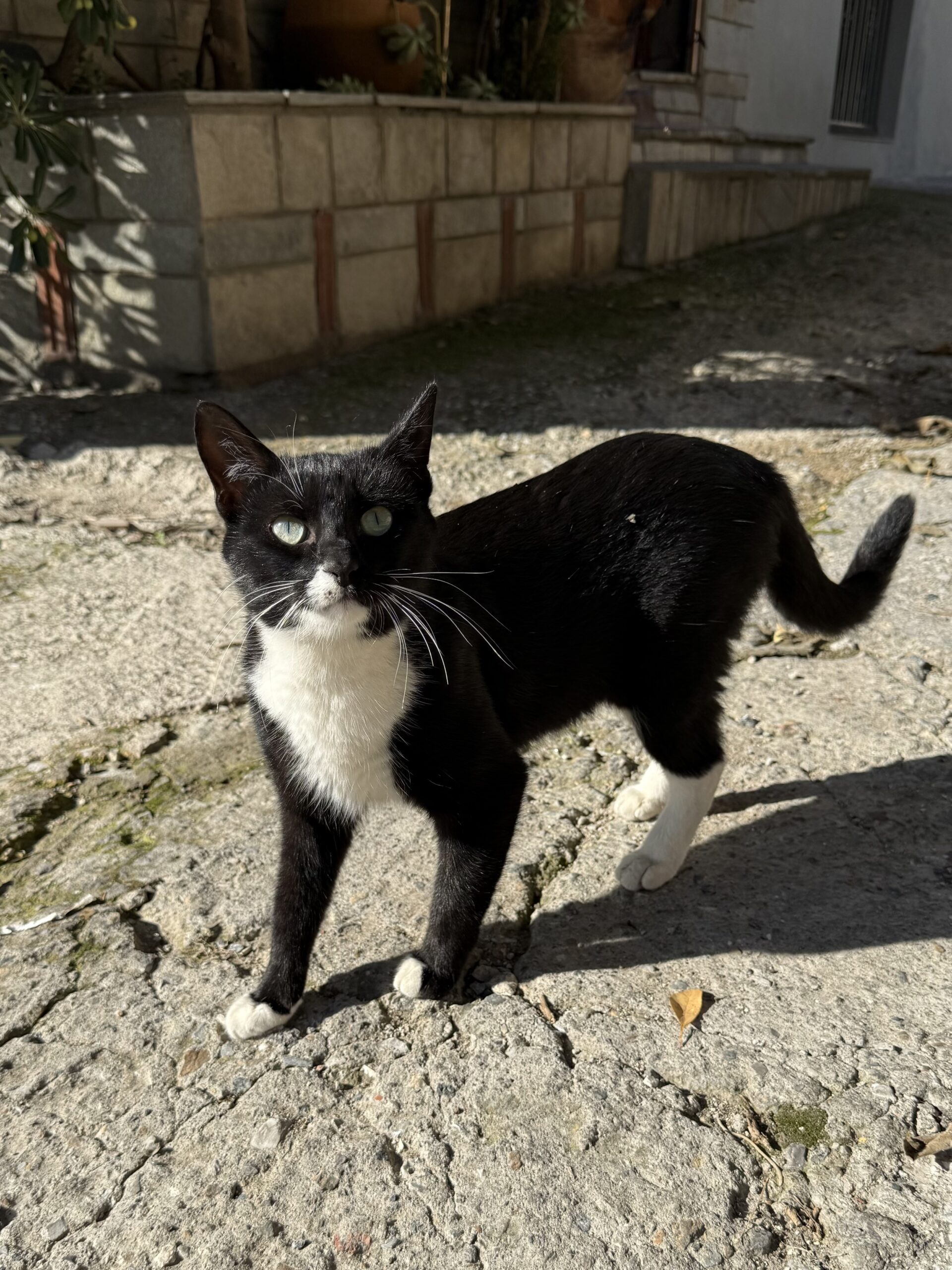 Cat_01