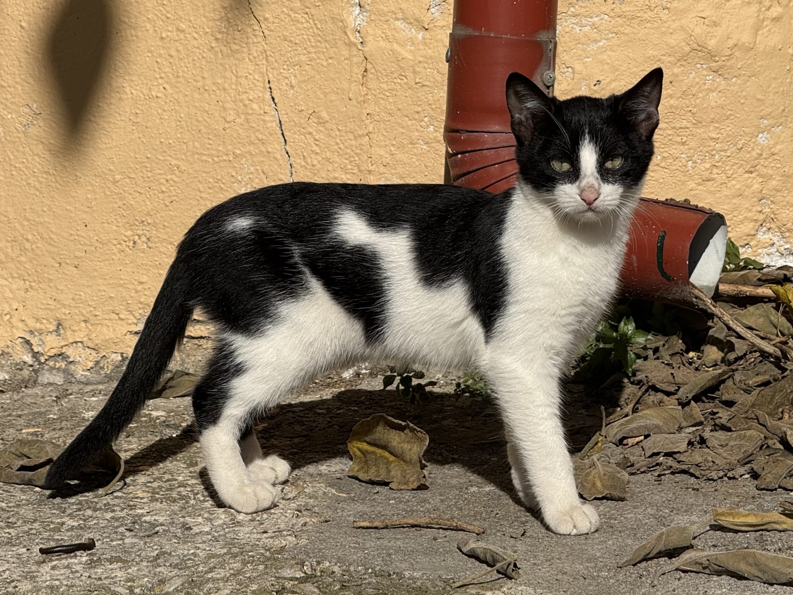 Cat_03