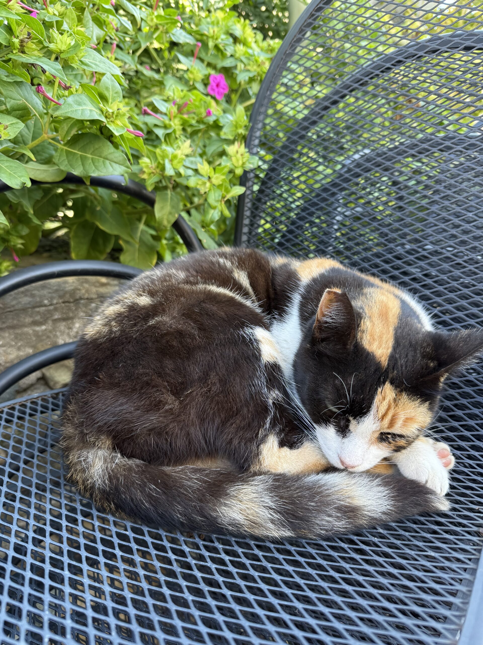 Cat_05