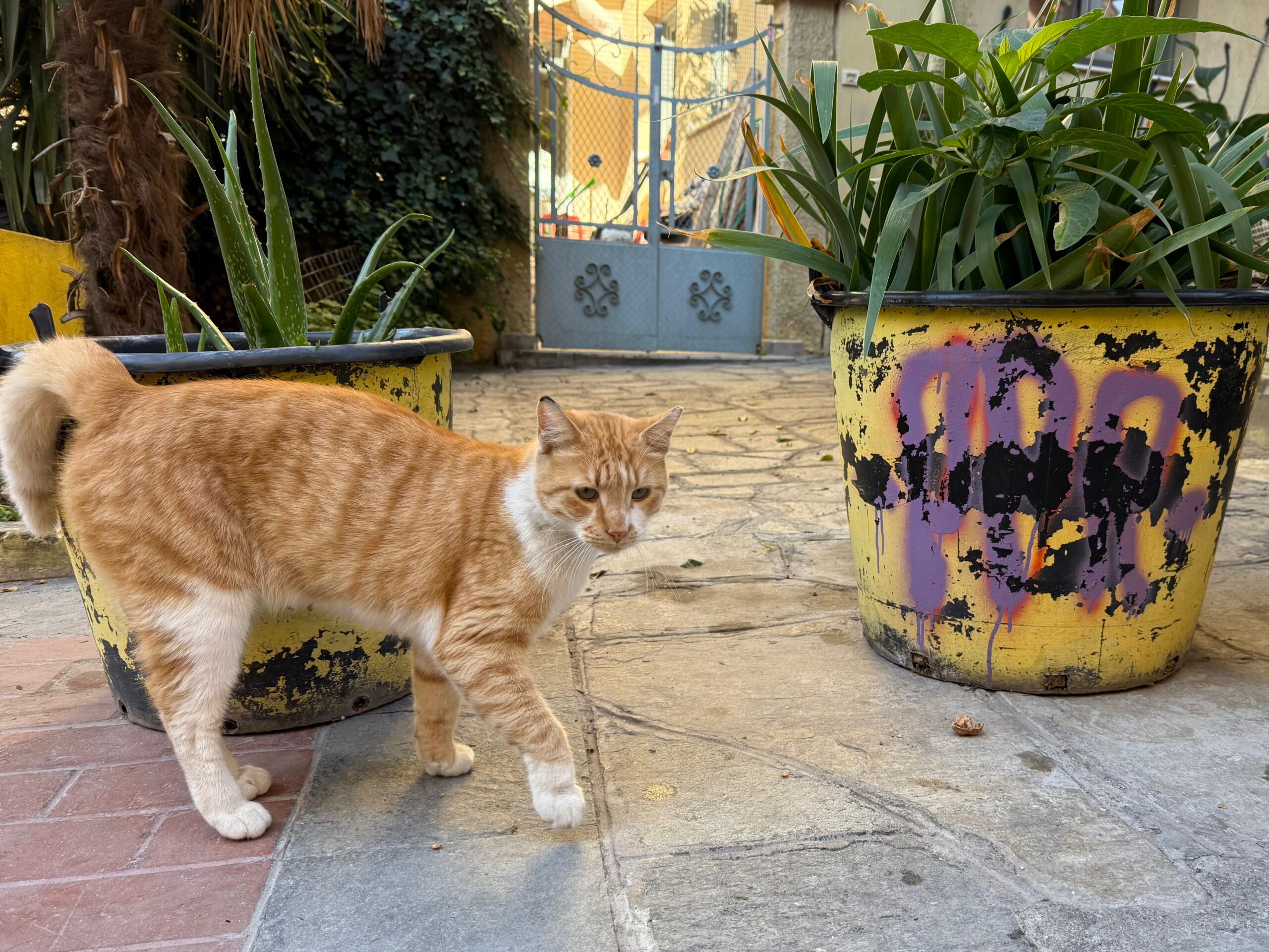 Cat_07