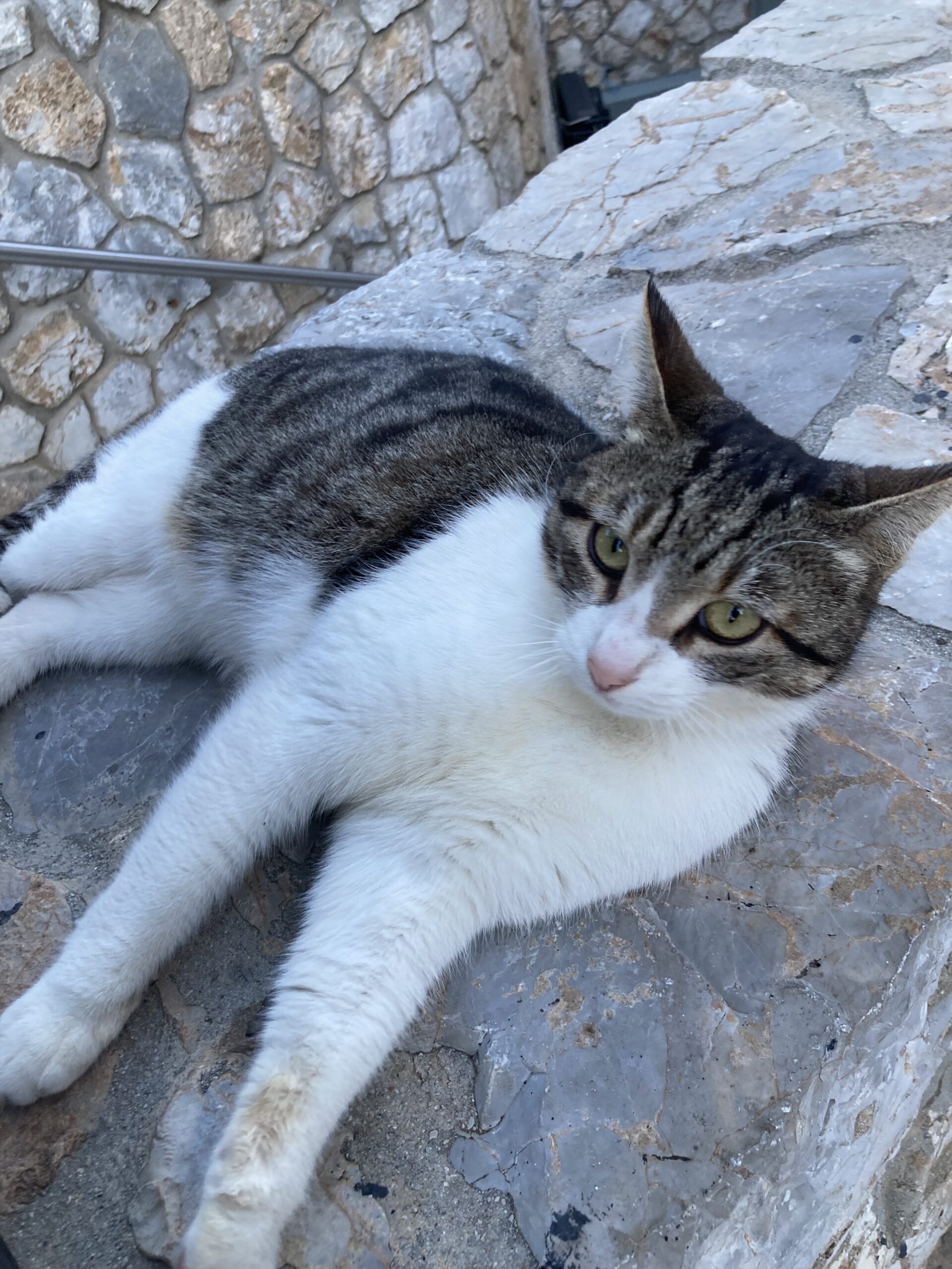 Cat_07