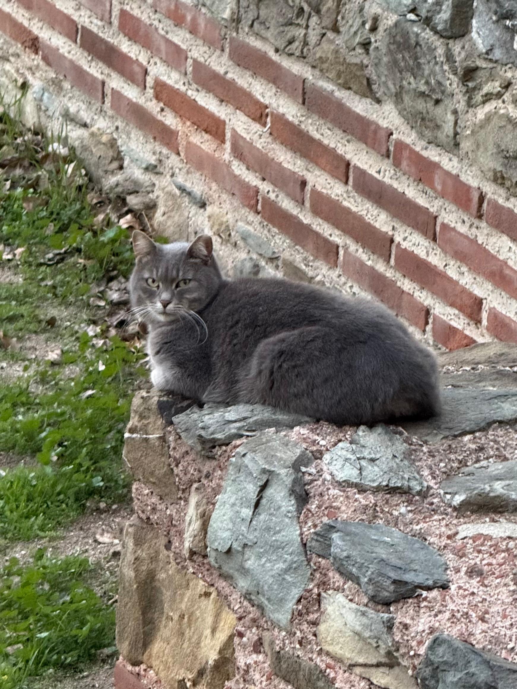 Cat_08